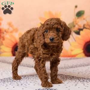 Coco, Miniature Poodle Puppy